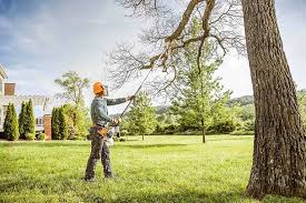 Best Tree Cabling and Bracing  in Ocean City, NJ