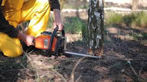 Best Arborist Consultation Services  in Ocean City, NJ